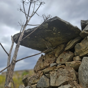 Azienda Agricola Biologica